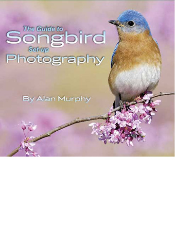 The Guide to Songbird Set-up Photography